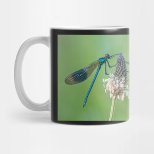 Two Male Banded Demoiselles on Plantain Stalk Mug